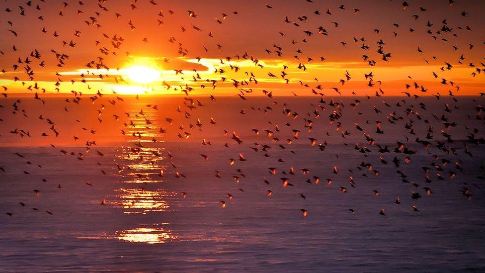 A murmuration of starlings about to settle for the night in front of a beautiful sunset at Aberystwyth.