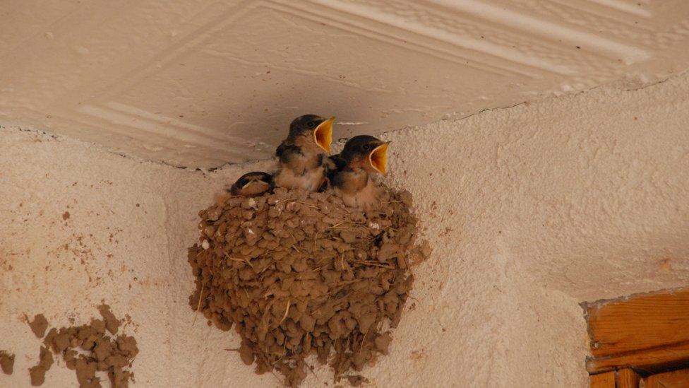 Chicks in a nest with beaks open