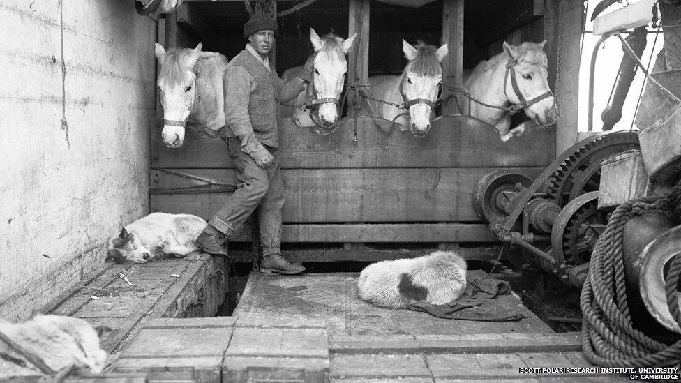 Ponies on their way to South Pole