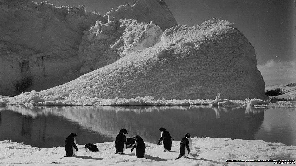 Penguins and iceberg