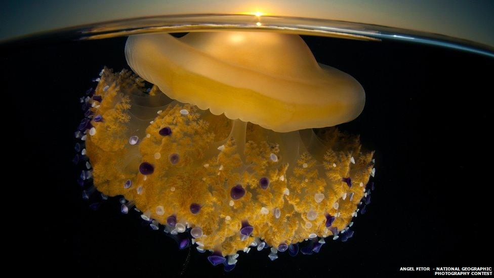 Jellyfish
