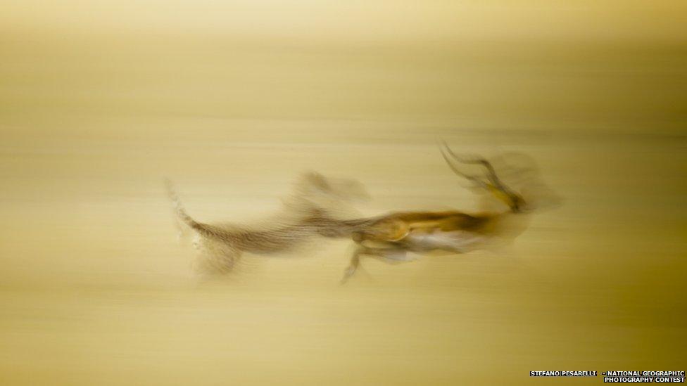 A cheetah chasing an impala