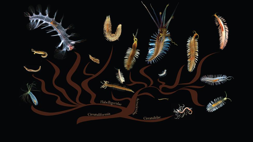 Swima phylogenetic tree (c) Michael Aw, Fredrik Pleijel, Greg Rouse, Casey Dunn, MBARI, Karen J. Osborn