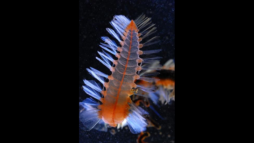 Orange bomber (Swima tawitawiensis) (c) Larry Madin