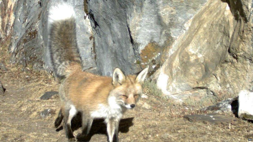 Red fox