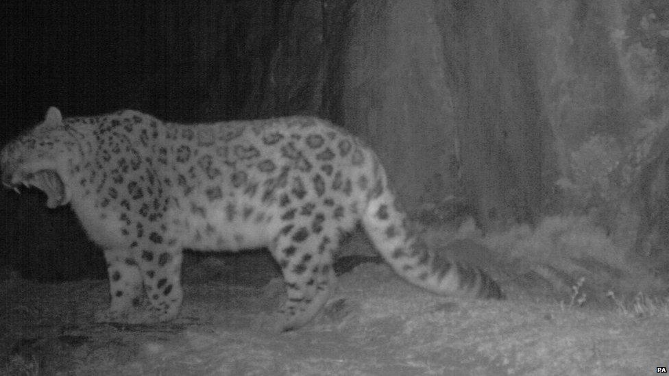 Snow leopard at night