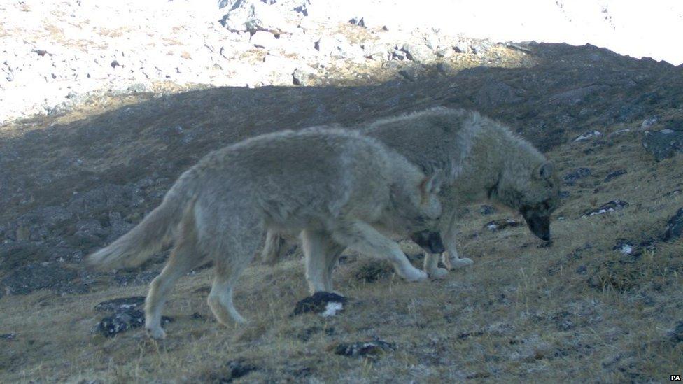 Tibetan wolf