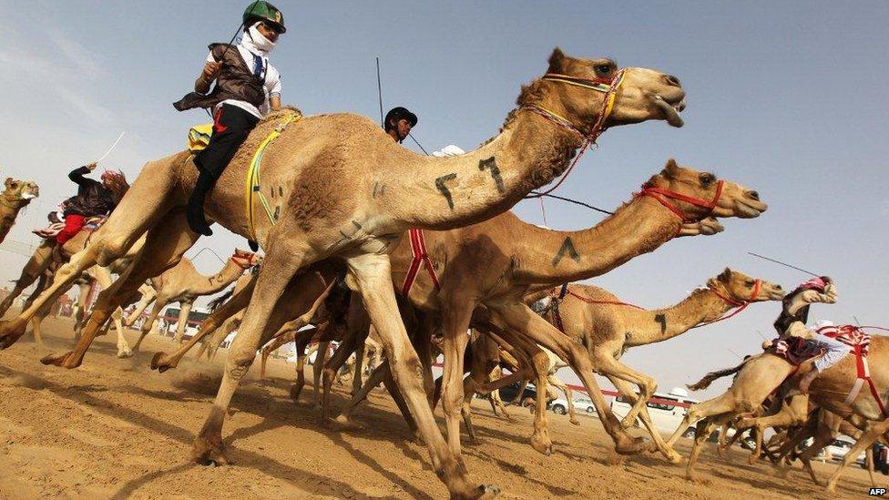 Camel racing in Abu Dhabi