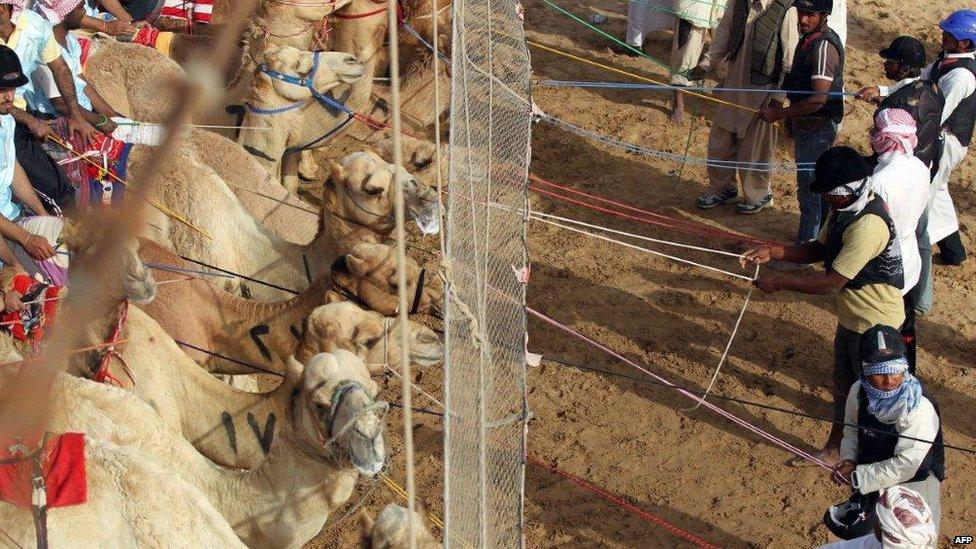 Camel racing in Abu Dhabi