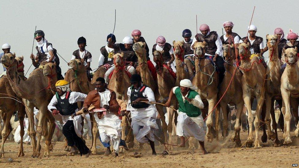 Camel racing in Abu Dhabi