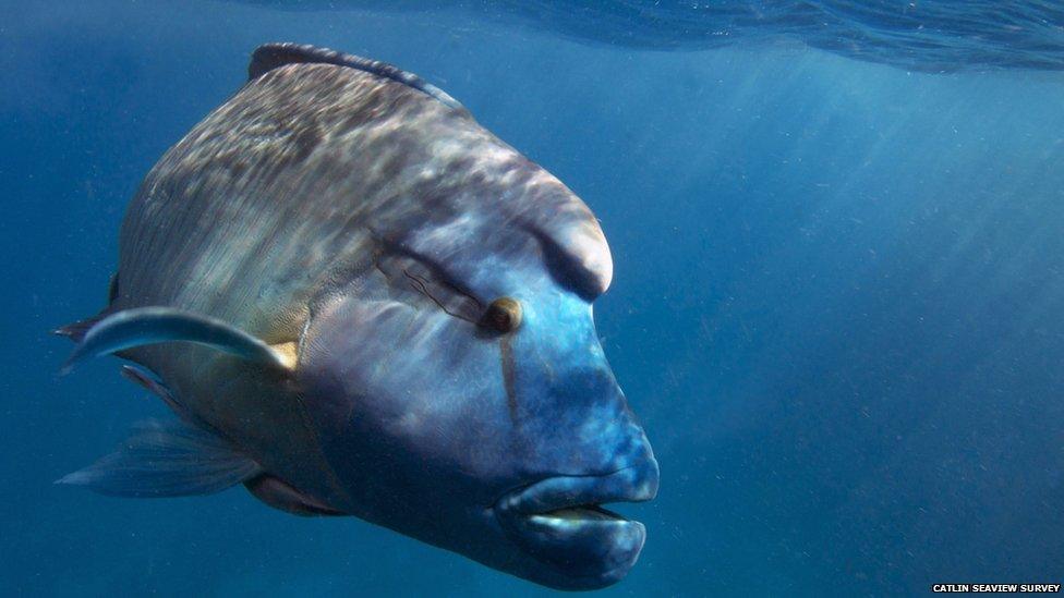 Humphead wrasse fish