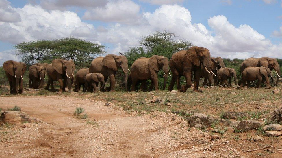 Herd of African elephants