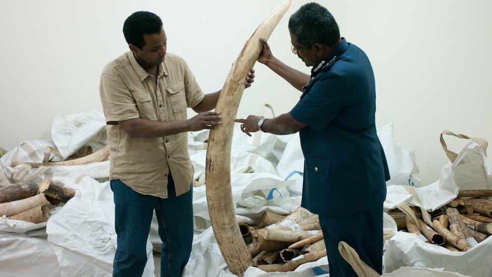 Large illegal elephant tusk