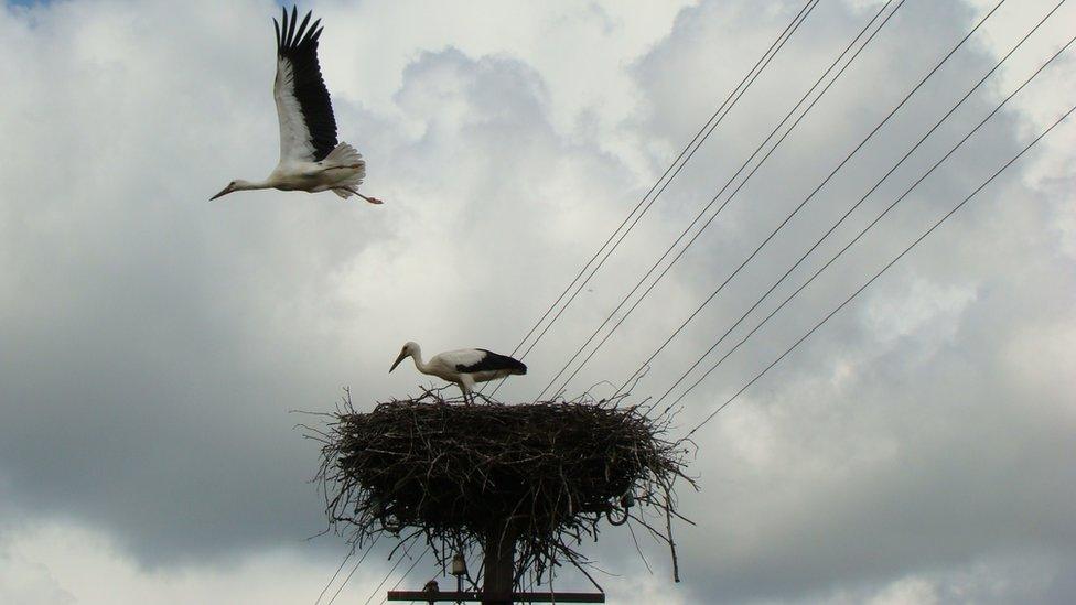 Storks