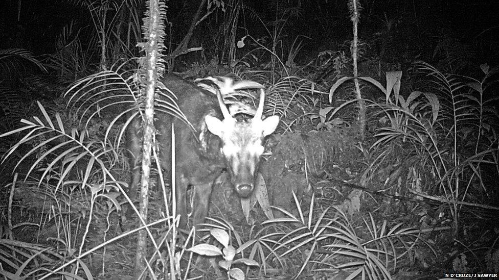 Spotted deer (c) Neil D'Cruze/ James Sawyer