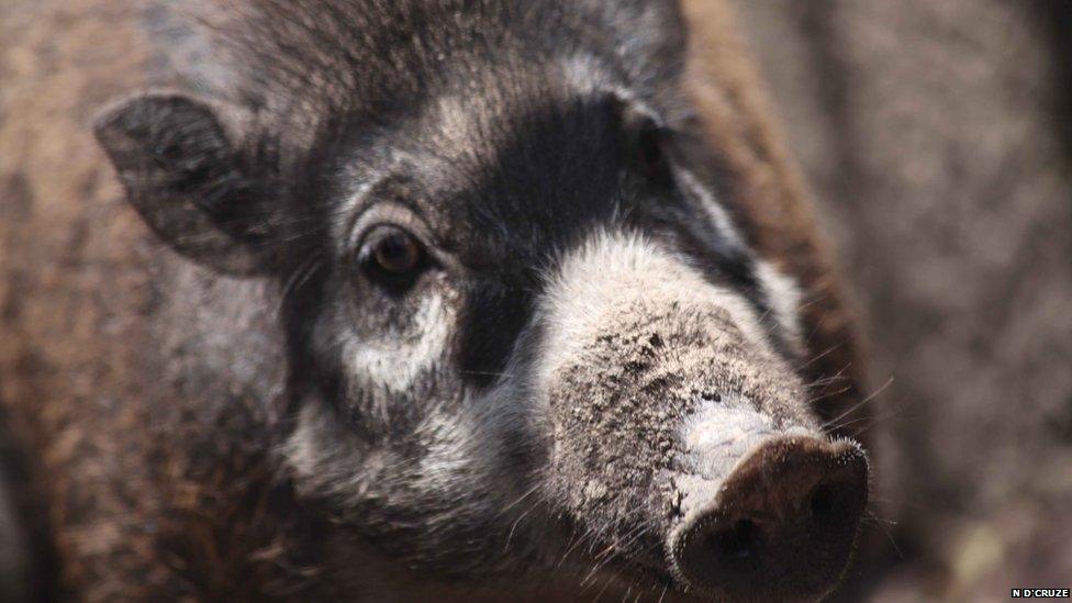 Warty pig (c) Neil D'Cruze