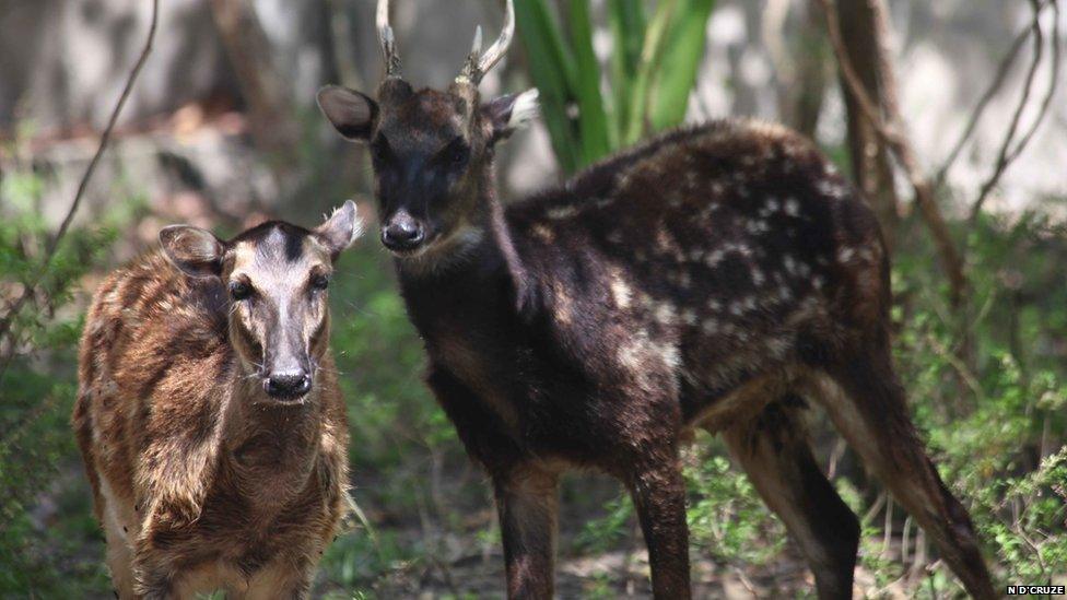 Spotted deer (c) Neil D'Cruze