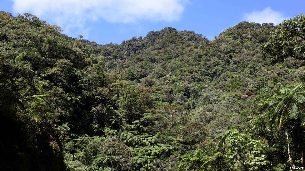 Forests of Northern Negros Natural Park, the Philippines (c) James Sawyer