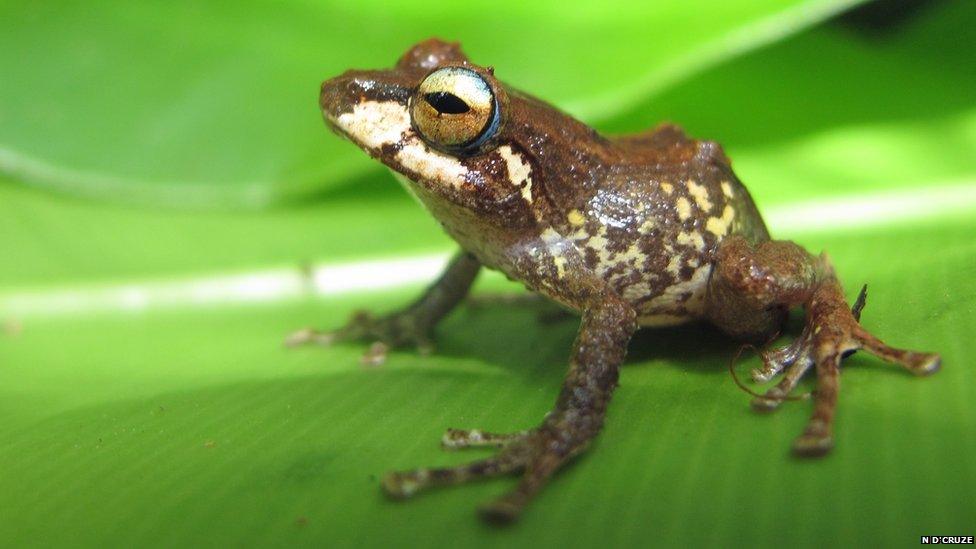 Hazel’s forest frog (Platymantis cf. hazelae) (c) Neil D'Cruze