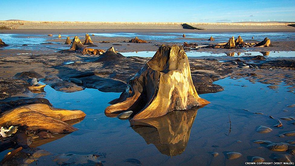 Coed cyntefig ar draeth y Borth