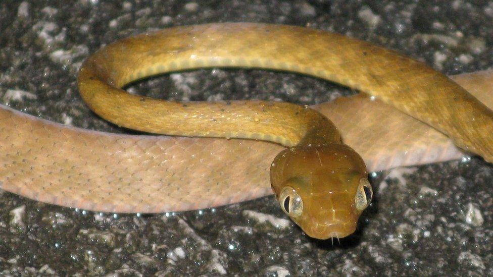 Brown tree snake (James Stanford)