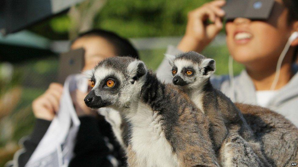 Ring-tailed lemurs look on as children view a solar eclipse at the Japan Monkey Center in Inuyama city.