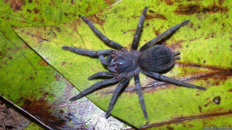 An iridescent hairy blue tarantula rests on a leaf.