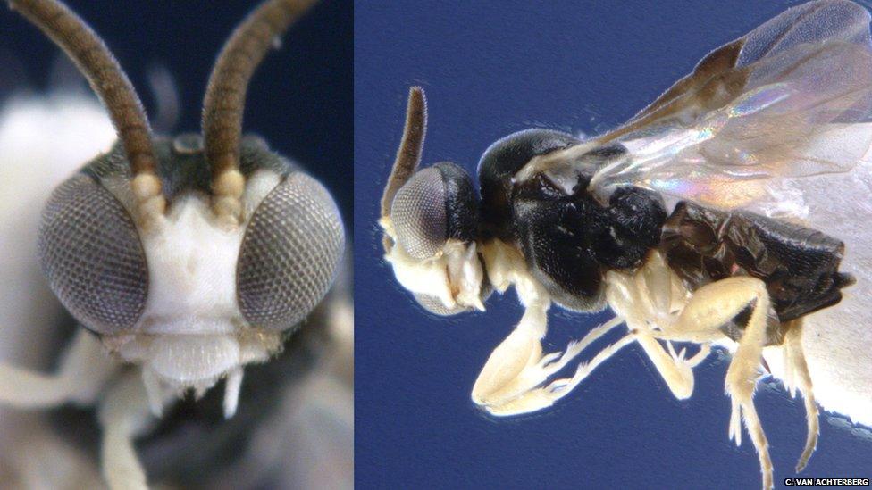 A close up of the eyes of a parasitic wasp.