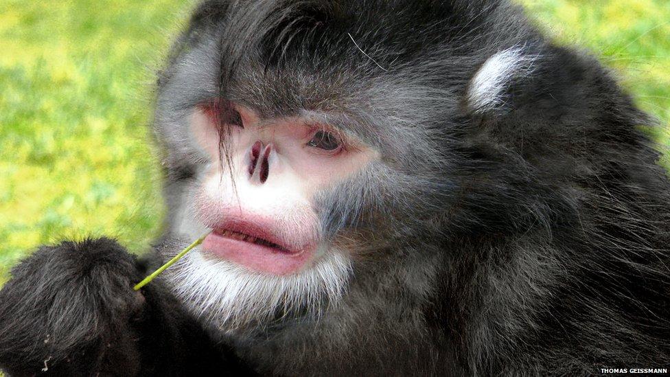 A monkey with a snub nose chews on a piece of grass.