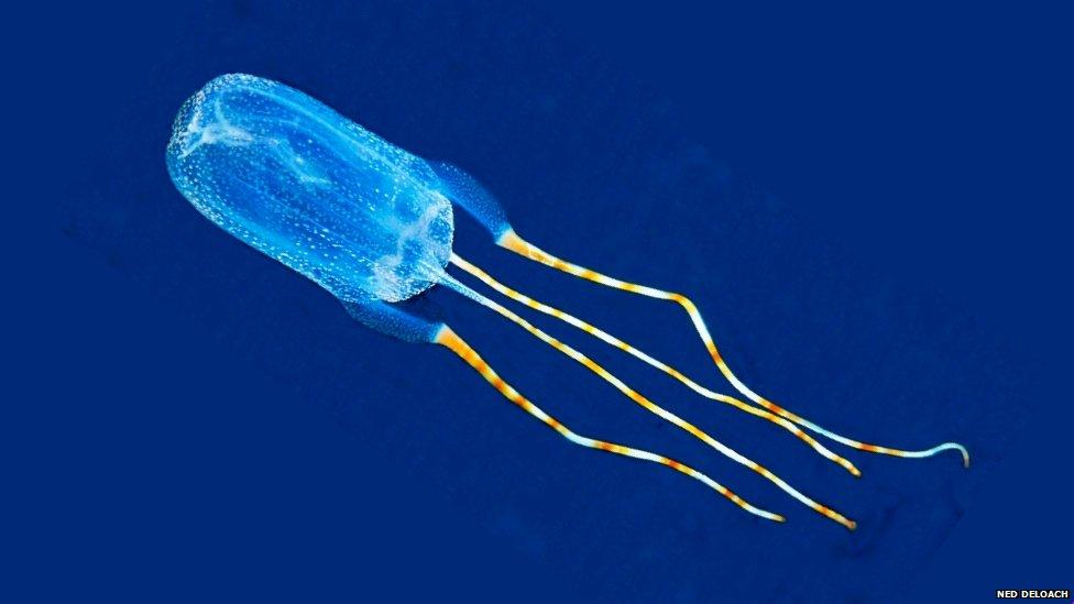 A bright blue jellyfish with long, colourful tails.