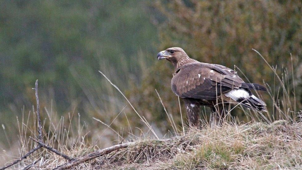 Golden eagle