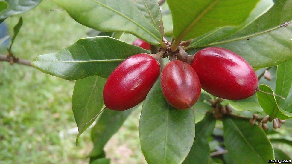 Miracle berries