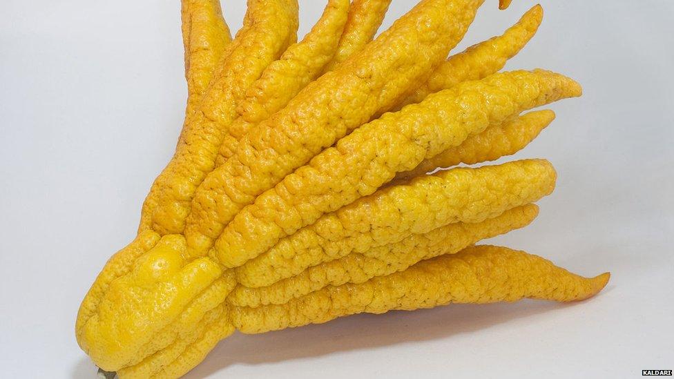A fruit called Buddha's hand