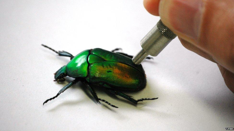 Chrysina adelaida