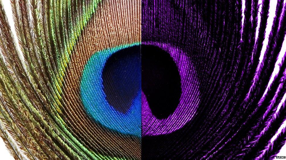 A composite image showing human vision of a peacock's feather (left) and how it looks in UV light (right)