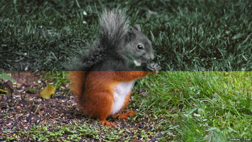 Red squirrel through a squirrel's eyes (top) and human eyes (bottom)