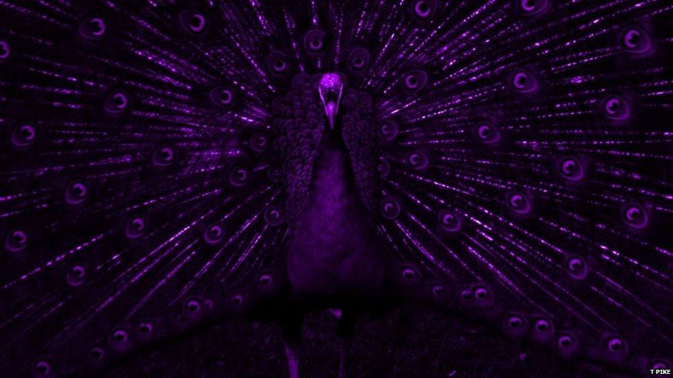 Purple-coloured image of a peacock