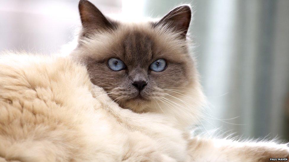 White cat with blue eyes