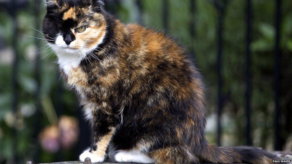 Cat with one eye sits on wall