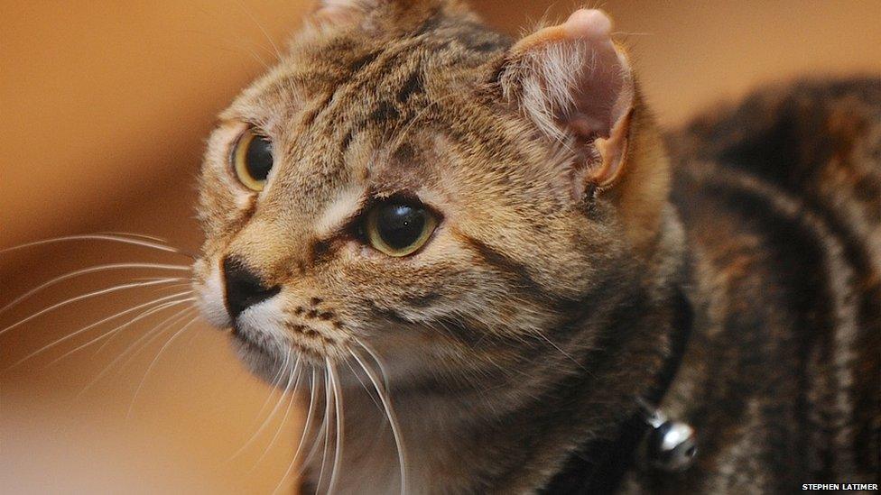 Tabby cat wearing collar with bell