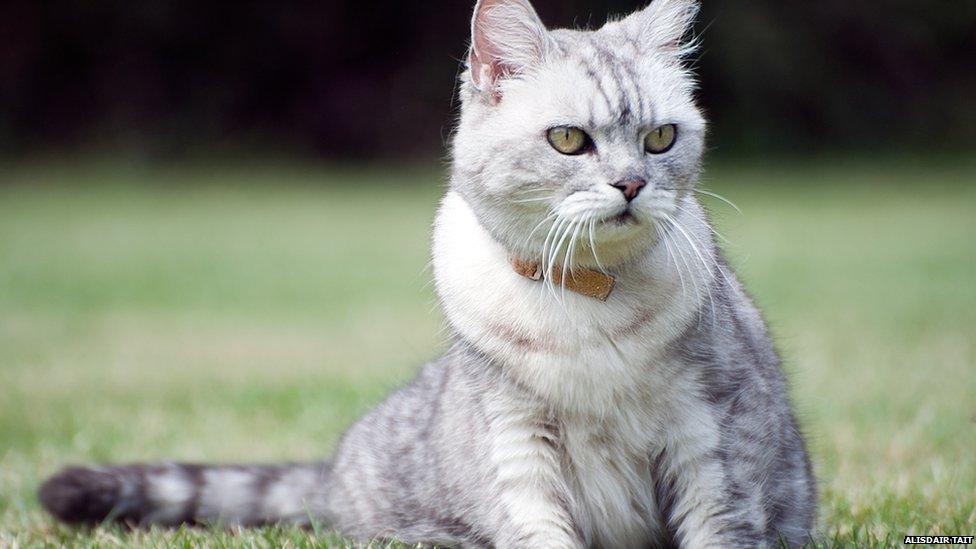 White and grey cat sits on the grass.