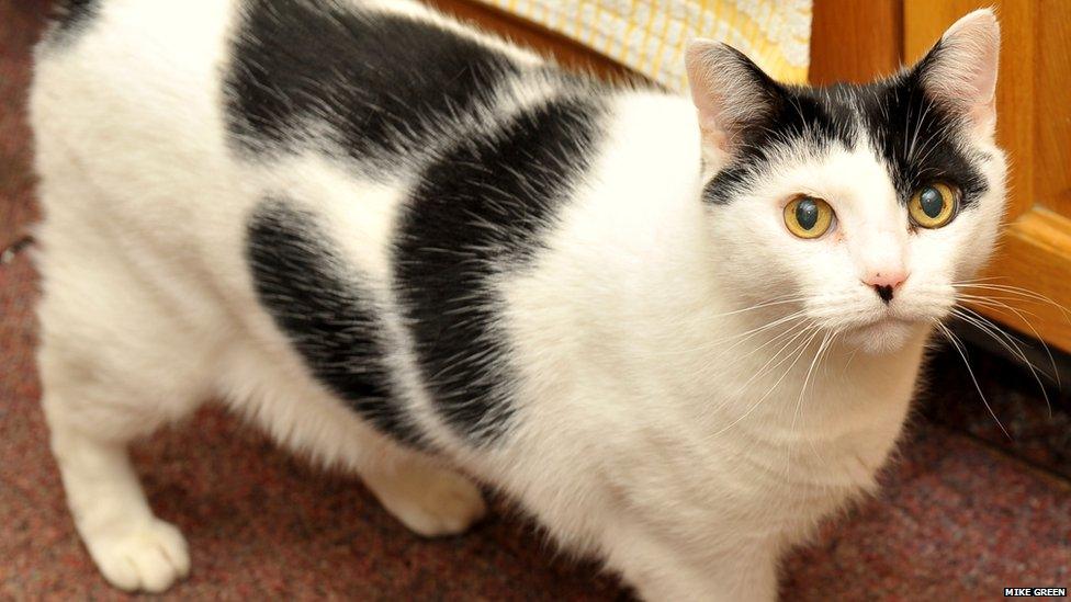 White cat with black spots