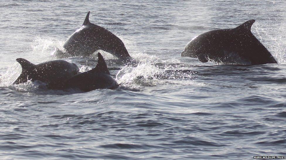 Bottlenose Dolphins in Douglas Bay 2012 - Photo by Eleanor Stone