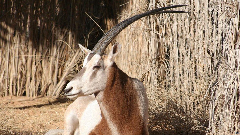 Scimitar-horned Oryx
