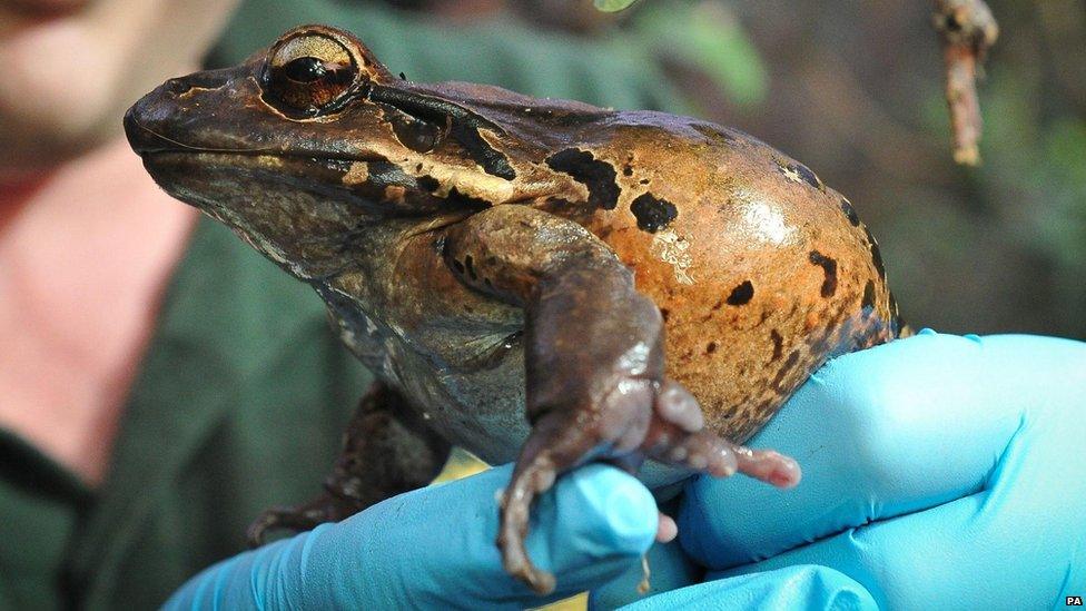 Frog