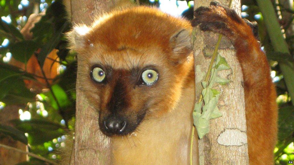 Lemur