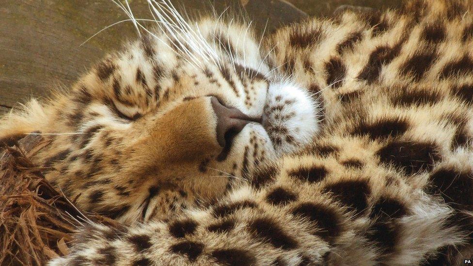 Amur leopard