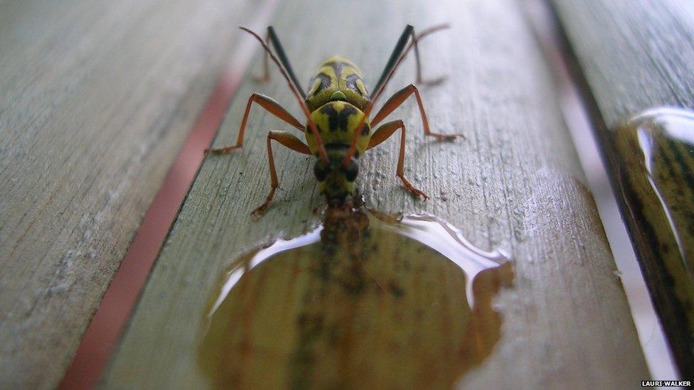 Insect drinking