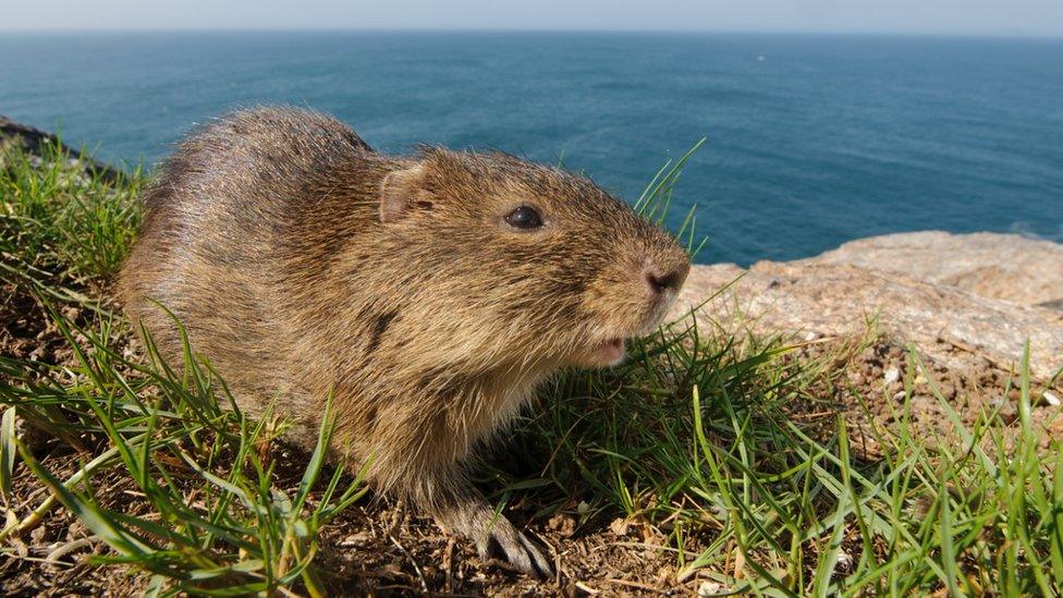Cavia intermedia