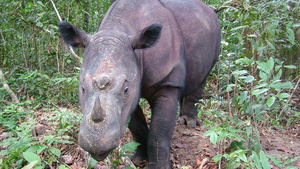 Diceros sumatrensis